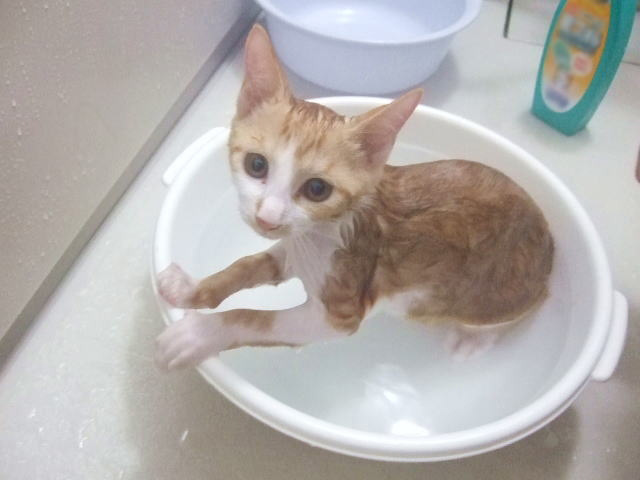 風呂入る猫